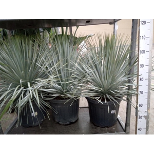 Yucca rostrata