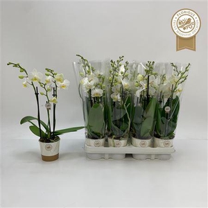 Phal Ov Wit