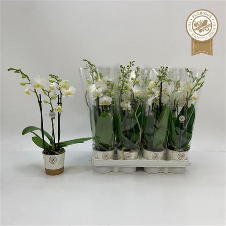 <h4>Phal Ov Wit</h4>