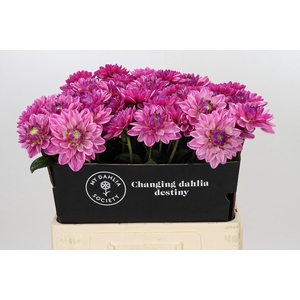 Dahlia Annamarie