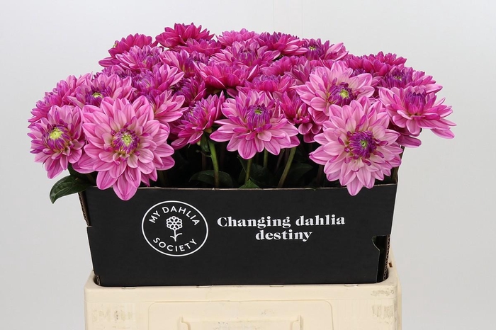 <h4>Dahlia Annamarie</h4>