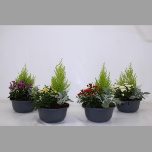 ARR TUINPLANTEN