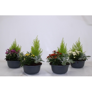 ARR TUINPLANTEN