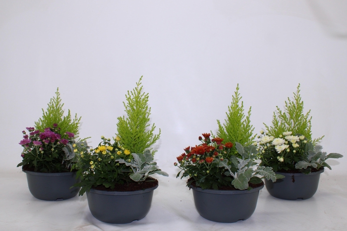 <h4>ARR TUINPLANTEN</h4>