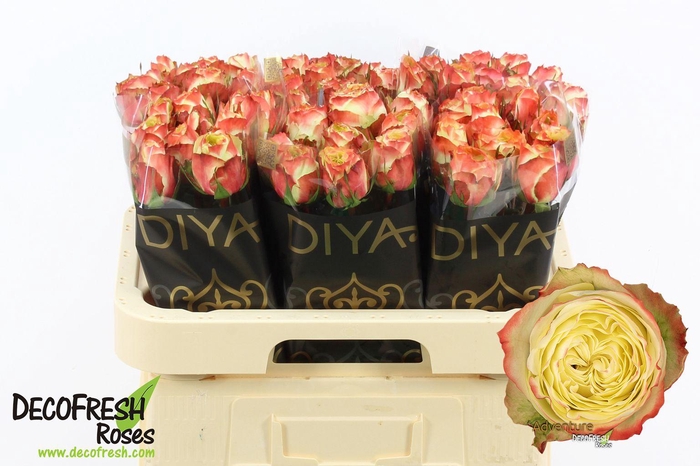 <h4>R Gr Adventure</h4>