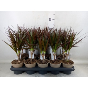 Dracaena marg. 'Magenta'