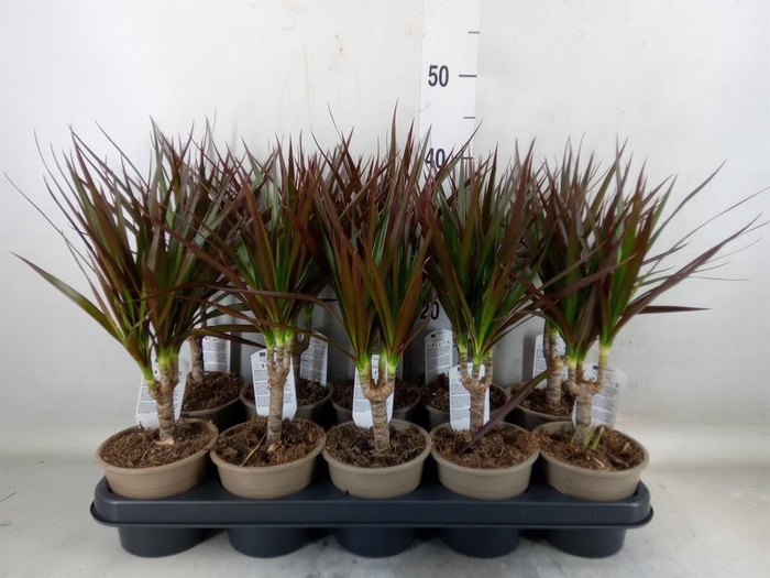 <h4>Dracaena marg. 'Magenta'</h4>
