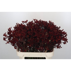 Kangaroo Paw Bush Ruby