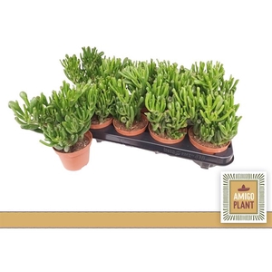 Crassula Hobbit 10,5Ø 17cm