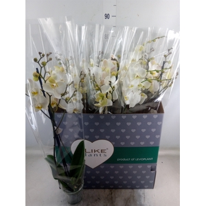 Phalaenopsis   ...white