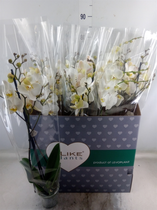 <h4>Phalaenopsis   ...white</h4>