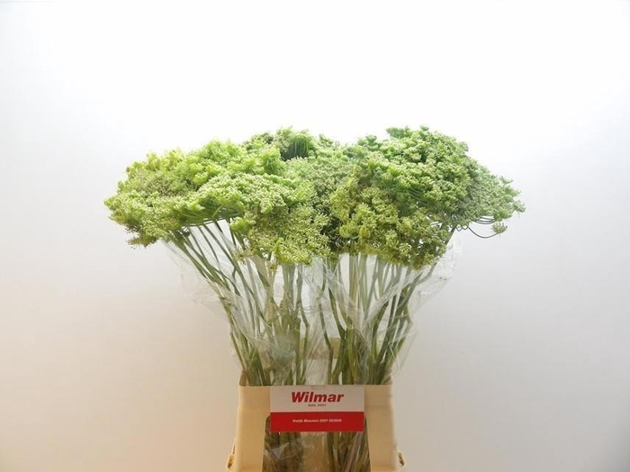 <h4>Ammi Vis Green Mist</h4>