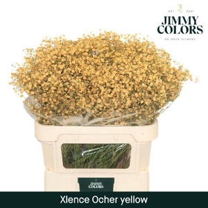 Gyps Xlence L80 Ochre yellow