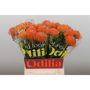 Nutans Ayoba Orange
