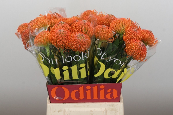 <h4>Nutans Ayoba Orange</h4>