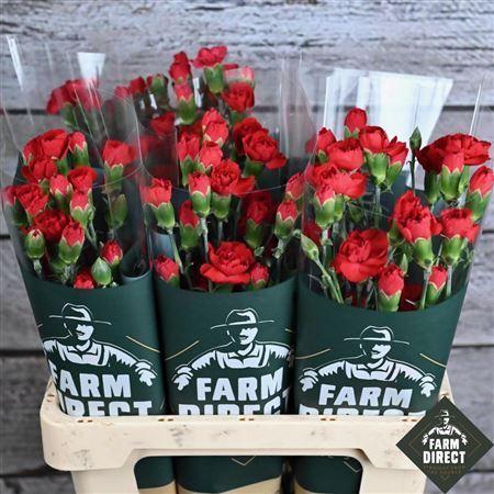 <h4>Di tr Aragon</h4>