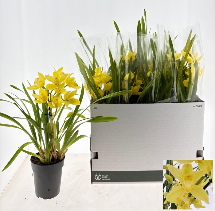 <h4>CYMB OVERIG</h4>