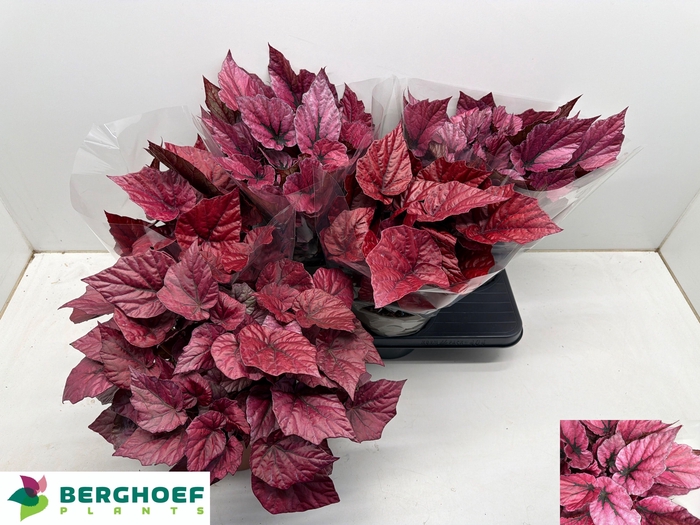 <h4>BEG BEL GEM</h4>