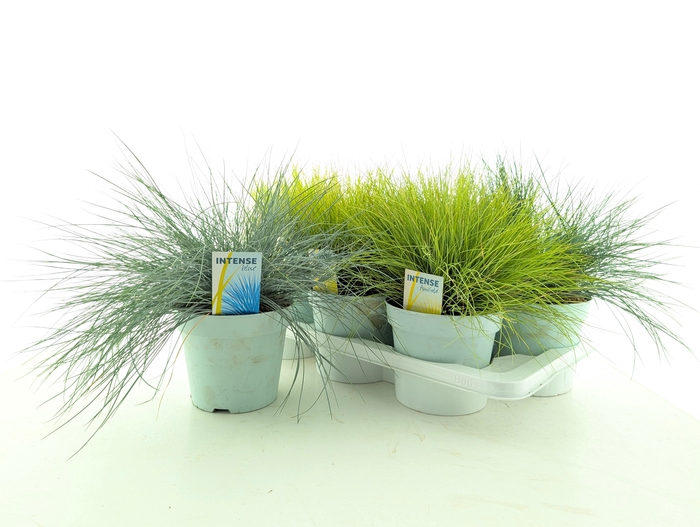 <h4>SIERG GEM 3 SRT FUST</h4>