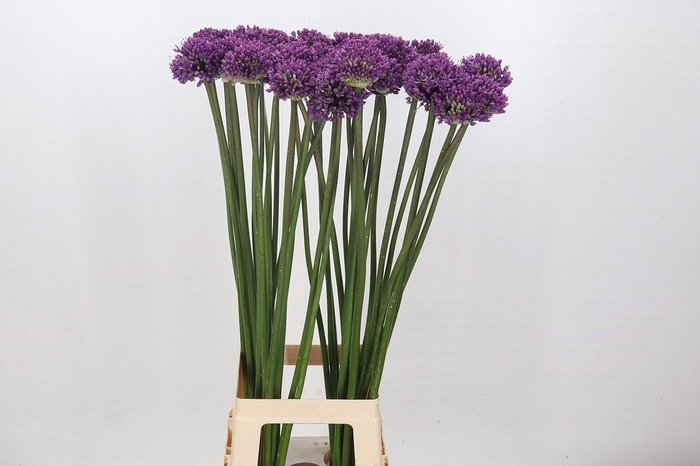 <h4>Allium 'Dark Knight'</h4>