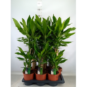 Dracaena frag. 'Steudneri'