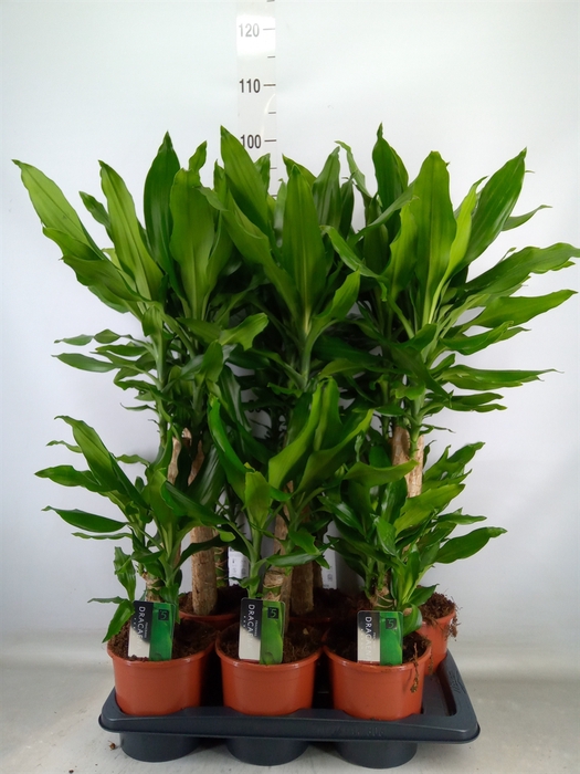 <h4>Dracaena frag. 'Steudneri'</h4>