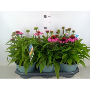 Echinacea  'Sombrero Rose'
