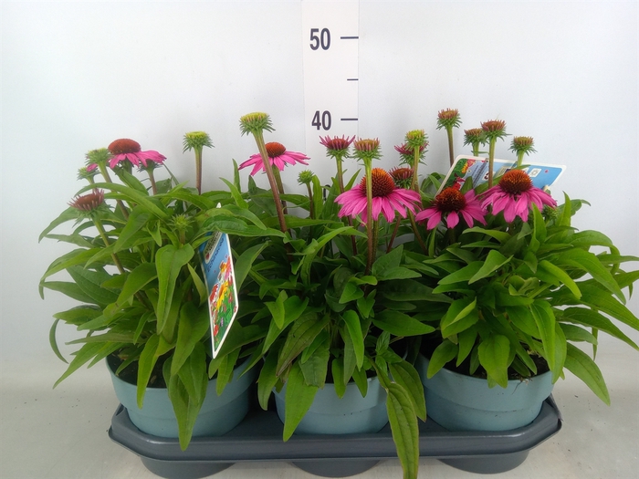 <h4>Echinacea  'Sombrero Rose'</h4>