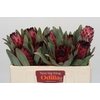 Protea Barbigera Ruby Princess Air