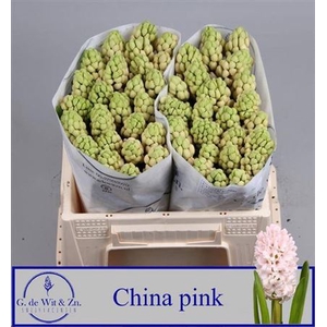 Hyac China Pink