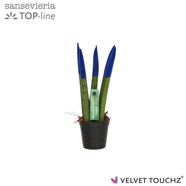<h4>Sansevieria VELVET TOUCHZ® Blauw</h4>