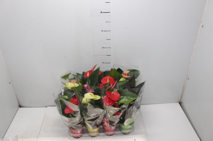 <h4>ANTHURIUM VARIADO P09</h4>