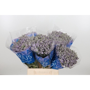 Veron Smart Splash Spay