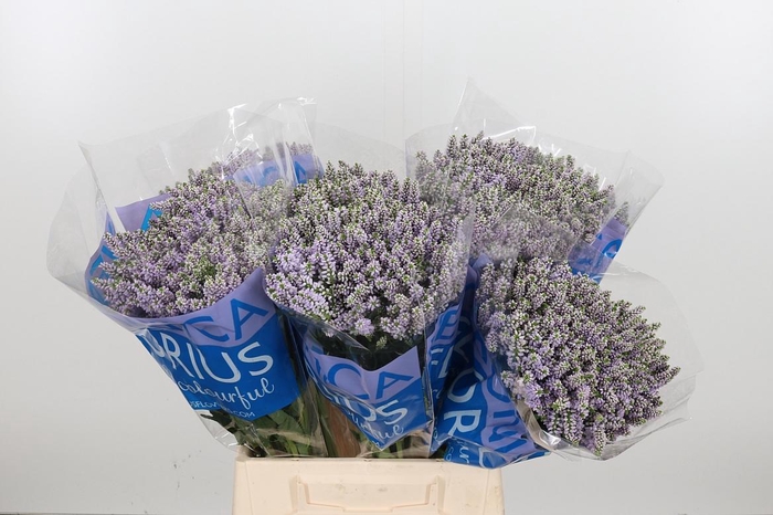 <h4>Veron Smart Splash Spay</h4>