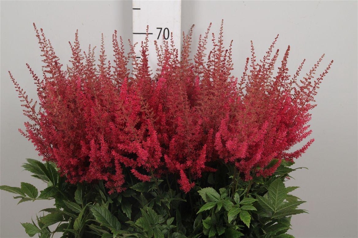 <h4>Astil Ar Paul Gaarde</h4>