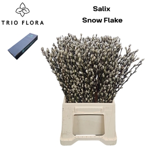 SALIX CA SNOW FLAKE