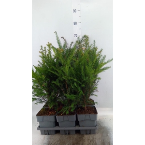 Taxus baccata