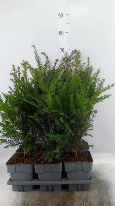<h4>Taxus baccata</h4>