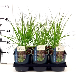 Molinia caerulea 'Heidebraut'