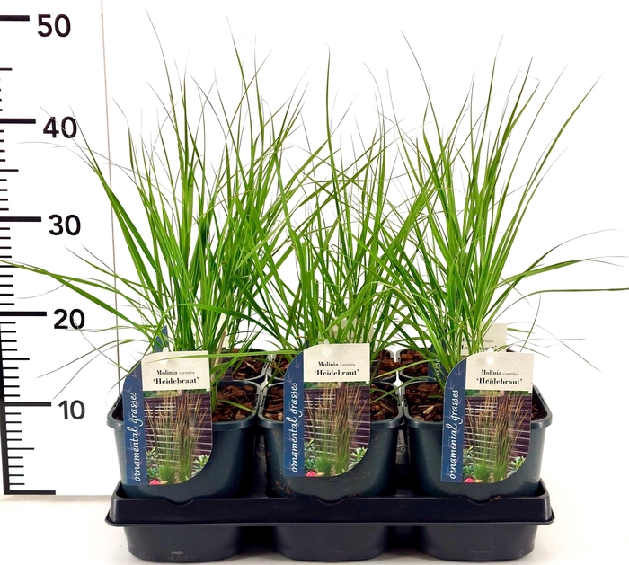 <h4>Molinia caerulea 'Heidebraut'</h4>