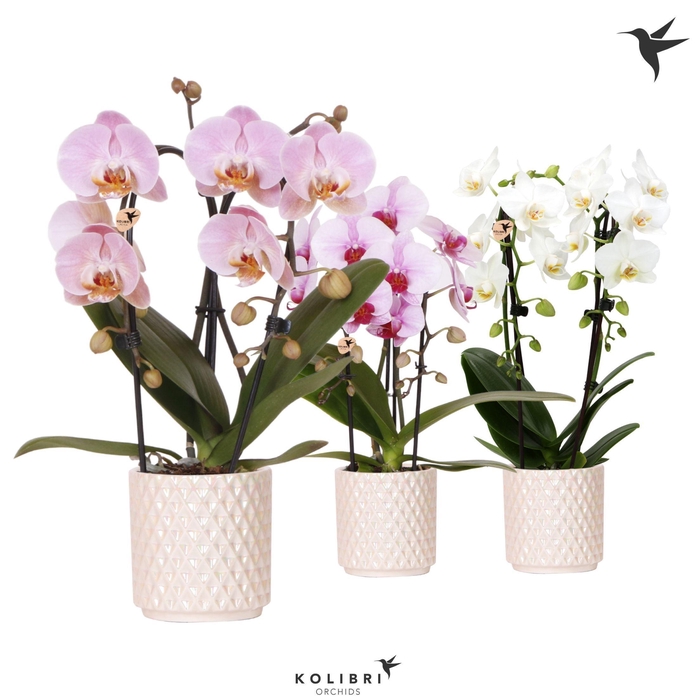 <h4>Kolibri Orchids Niagara fall mix 2spike in Diamond Pearl pot travertine</h4>