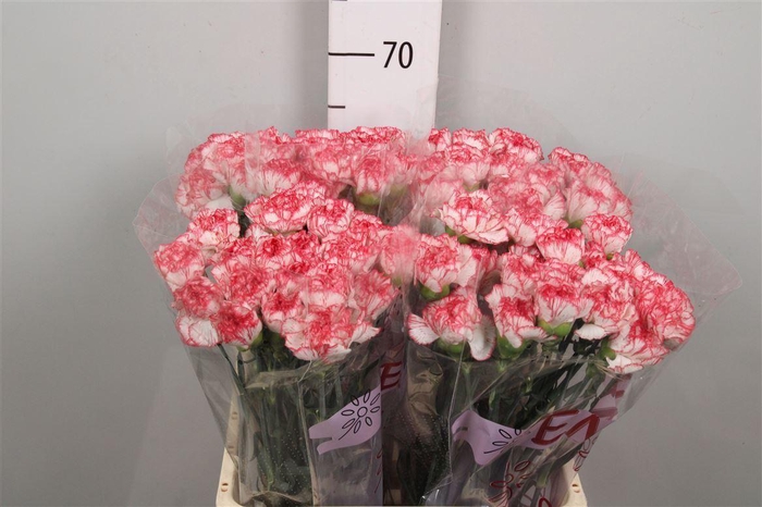 <h4>Di St Coralie</h4>