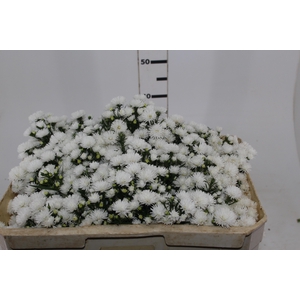 ASTER MARIANA 050 CM