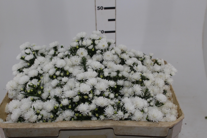 <h4>ASTER MARIANA 050 CM</h4>