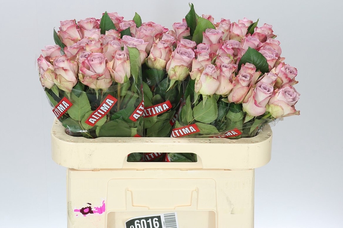 <h4>Rosa Gr Memory Lane!</h4>