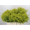 Solidago Tara Gold