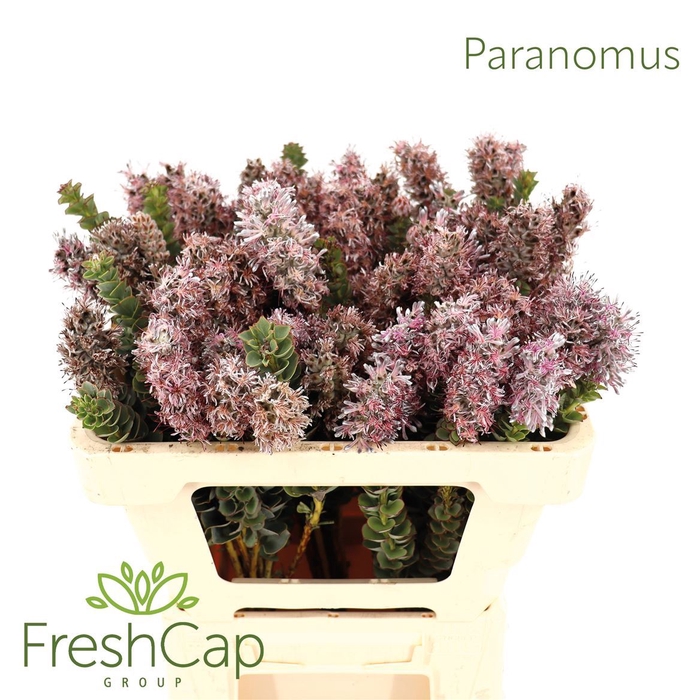 <h4>Paranomus Flower</h4>