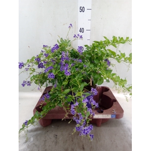 Duranta erecta