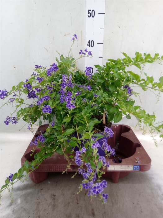 <h4>Duranta erecta</h4>