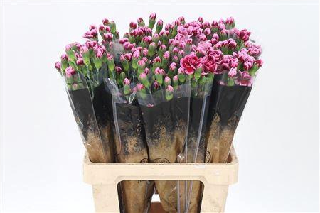 <h4>Di Tr Tango X10</h4>